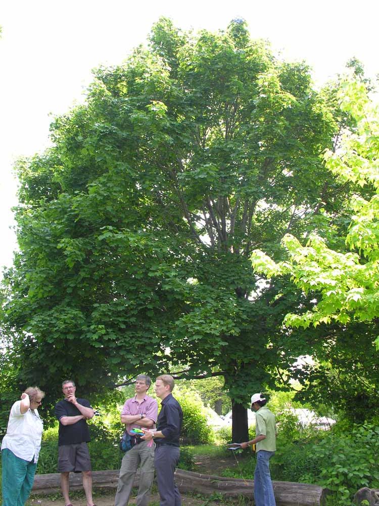 glenforest-tree-guys_0