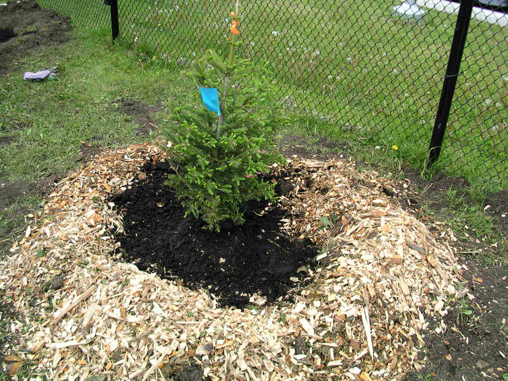 Planting Day 2010