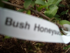 Bush Honeysuckle twigs