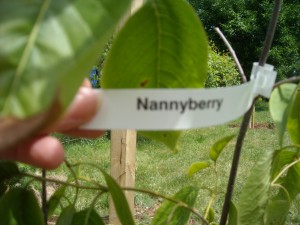 Nannyberry stem
