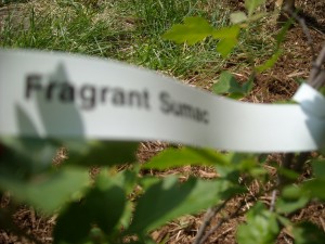 Fragrant sumac_leaves