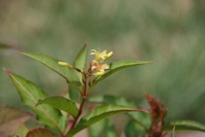 bush honeysuckle flower