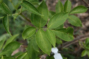 common elderberry leaves and stem