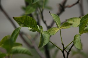 hop tree leaves