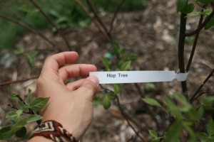 hop tree stem