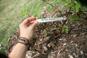 red osier dogwood stem